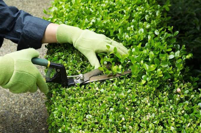 Garden Maintenance PT San Clean Jasa Karya